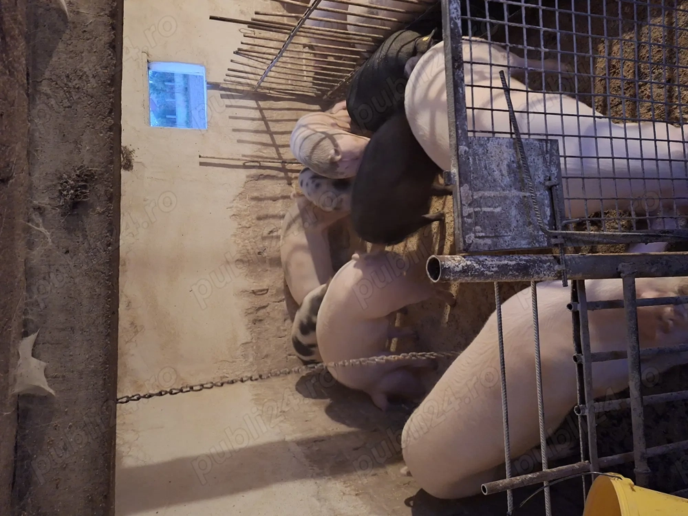 Porci de vanzare....