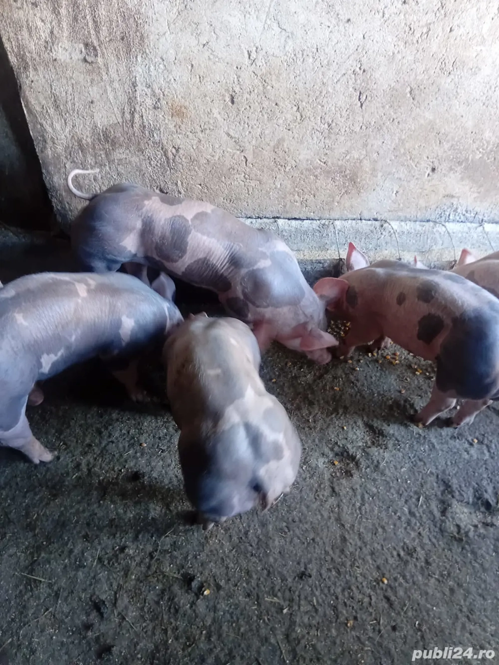 purcei 7 sptamini PIETRAIN