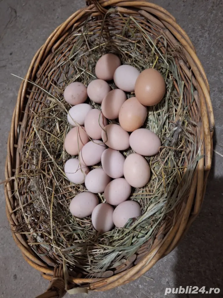 oua bio naturale oua bio naturale