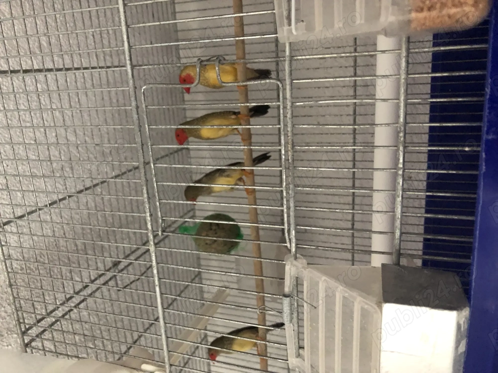 Schimb cu 3 colivii Cova 503