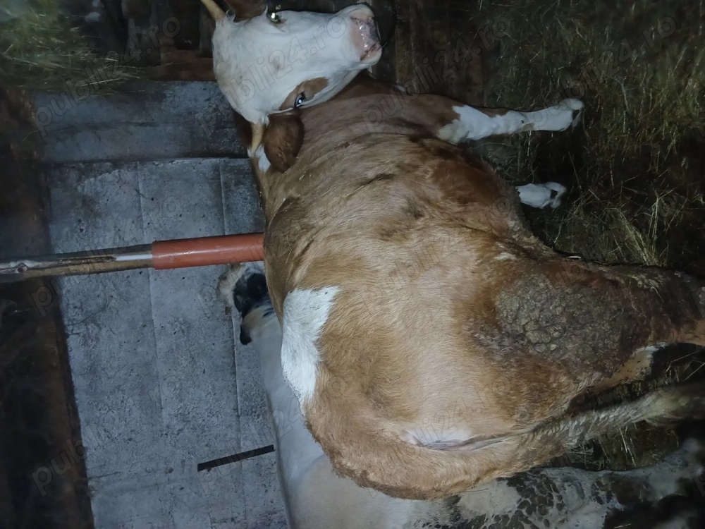 De vânzare viței crescuți natural