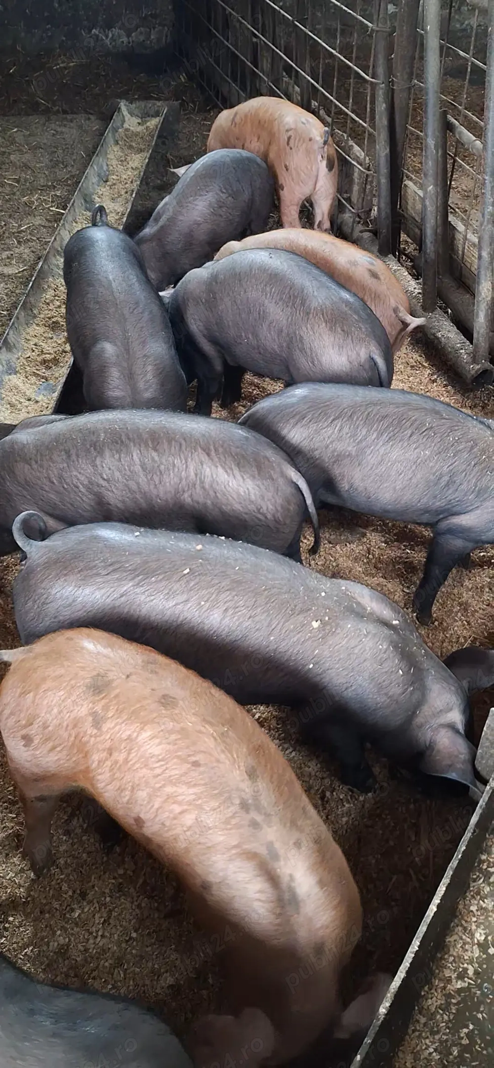 OFERTA Purcei sanatosi si ideali pentru gospodarie 