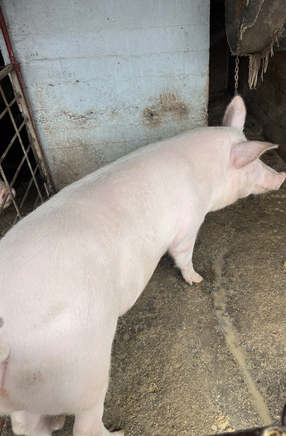 Porci Crescuți Natural!!!