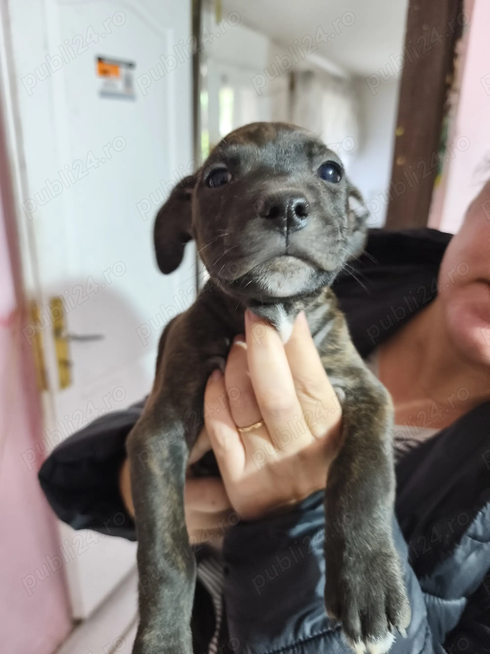 Puiuți Amstaff in căutarea unei noi familii iubitoare 