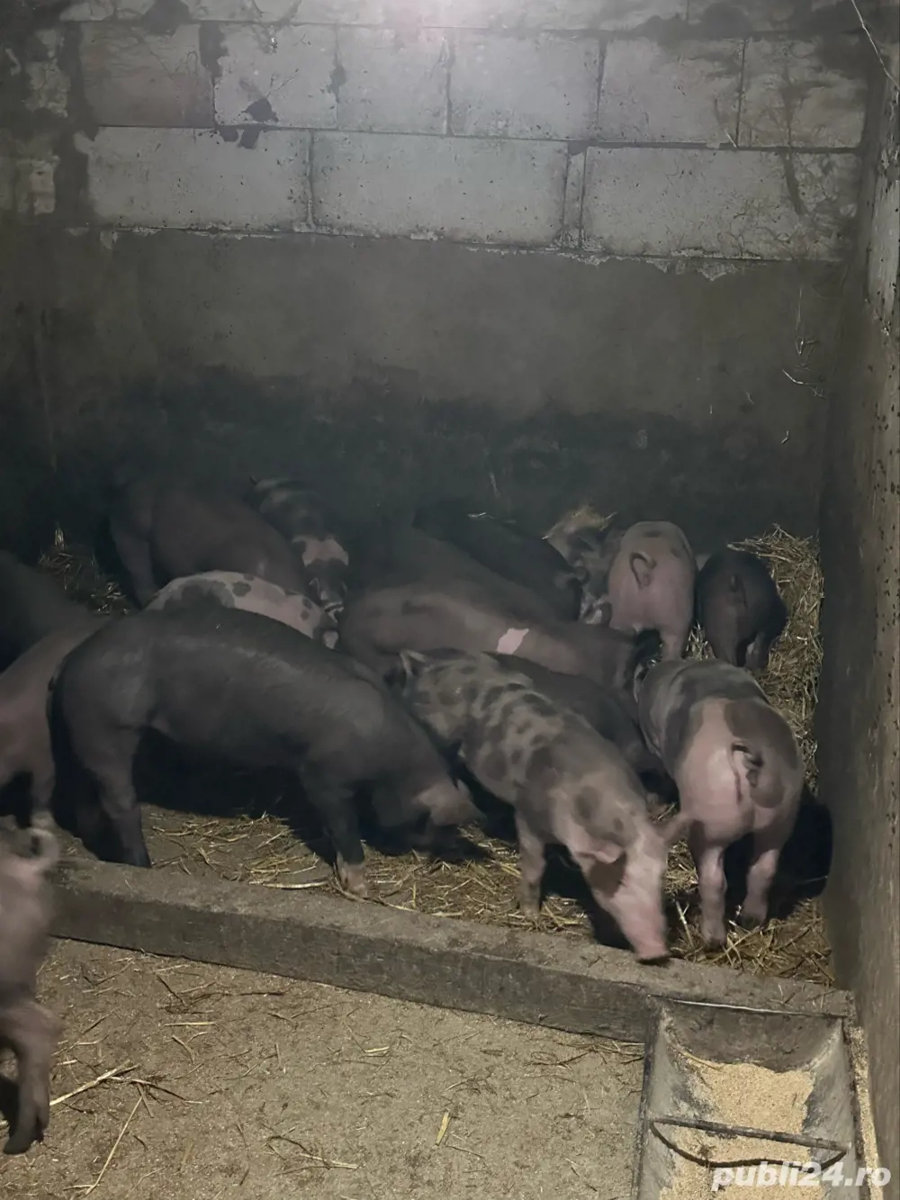 purcei pietrain belgian purcei pietrain belgian