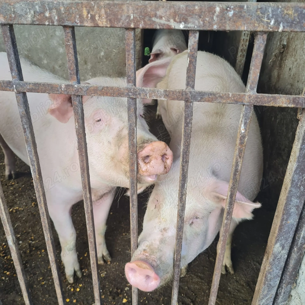 Vând porci Marele Alb și Landrace 