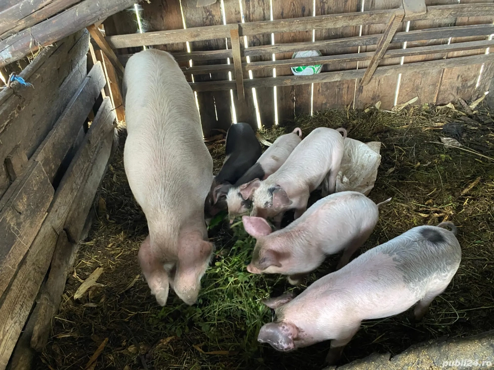 porci de vanzare porci de vanzare