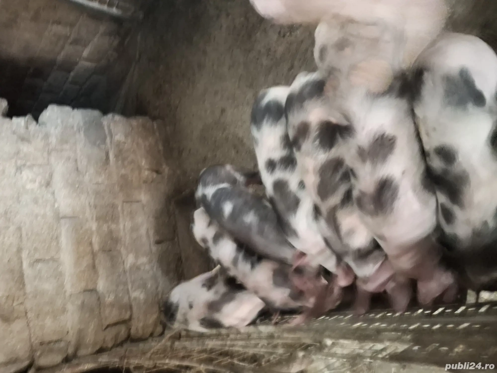 Vand purcei pietrean au 3 luni