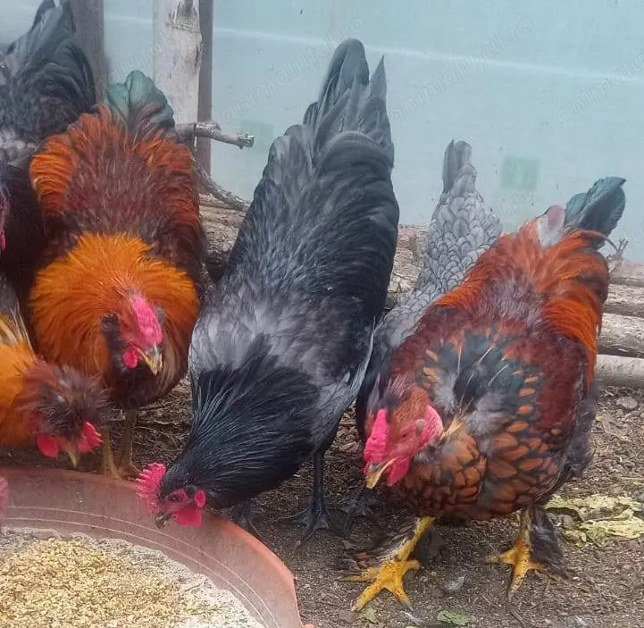 Vand cocosi de fite - Australorp si alte rase pentru cunoscatori