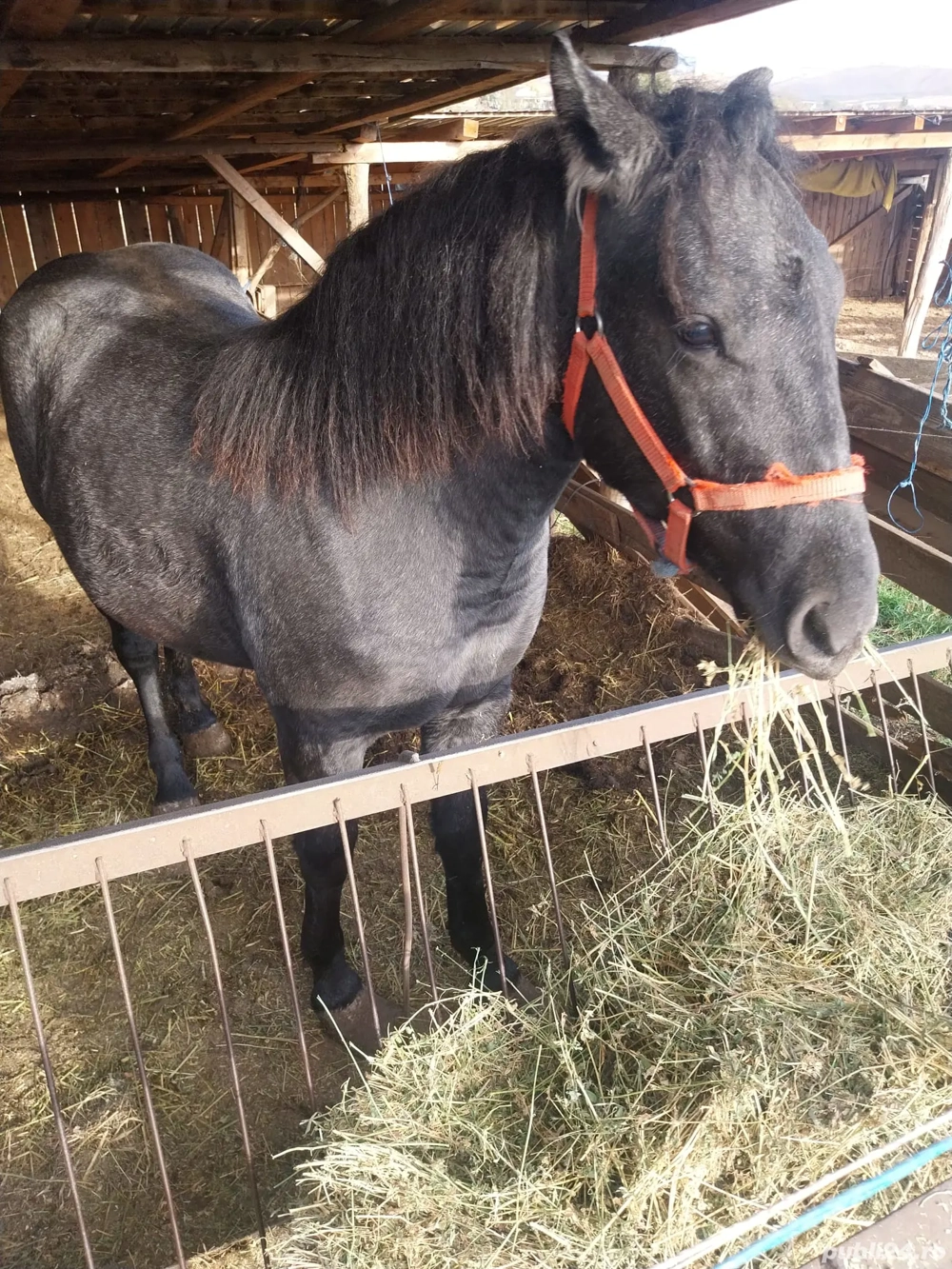 mânză semigrea mânză semigrea