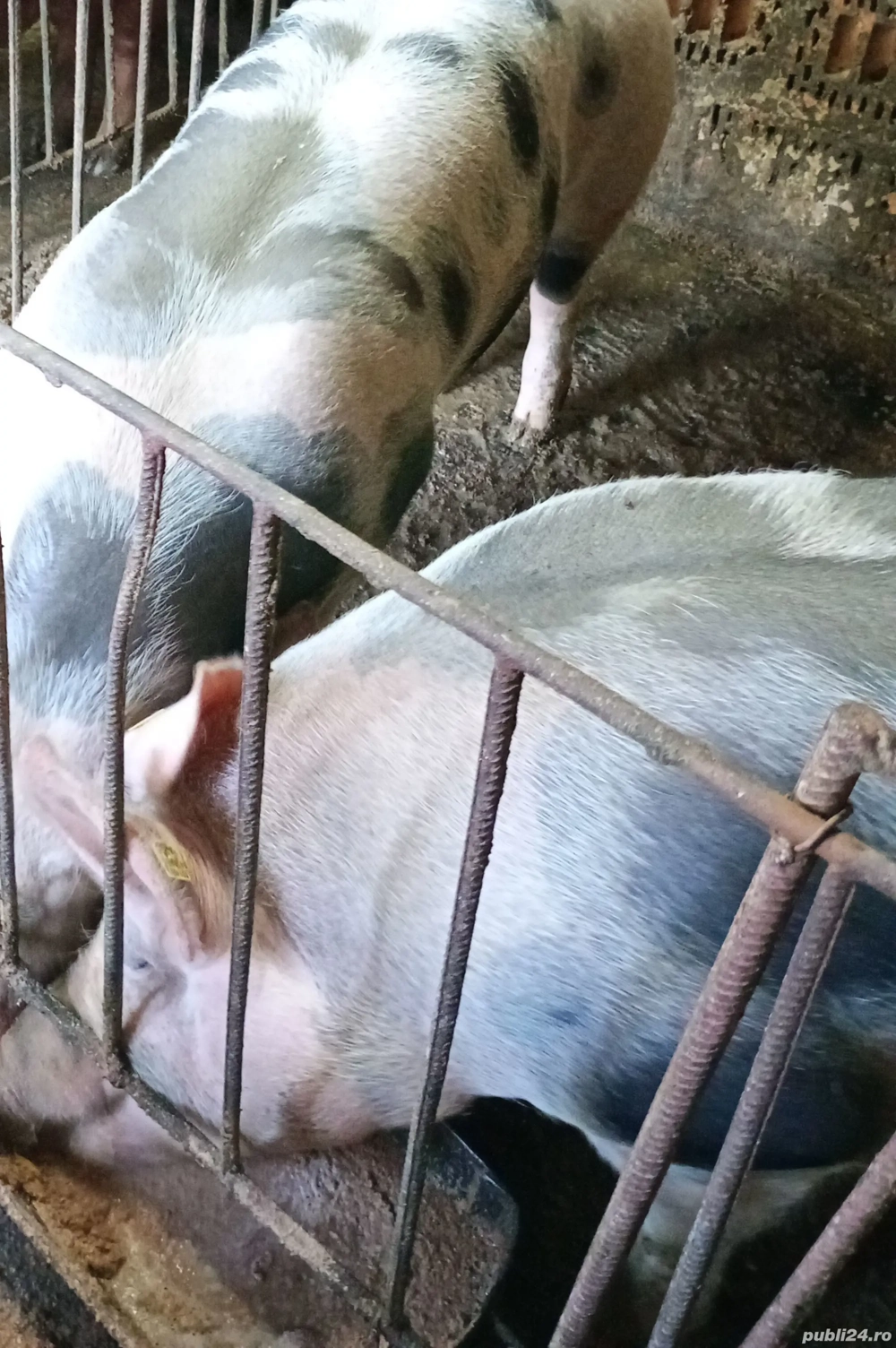 Vand porc petrean la alegere