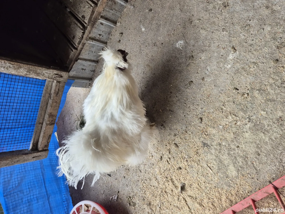 Cocoși mătase japoneză sau la schimb 