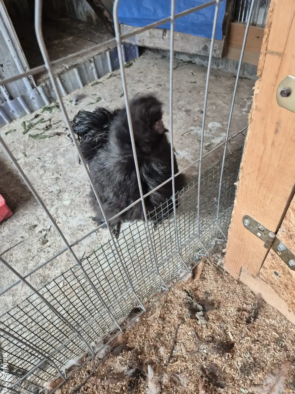 Cocoși mătase japoneză  Cocoși mătase japoneză