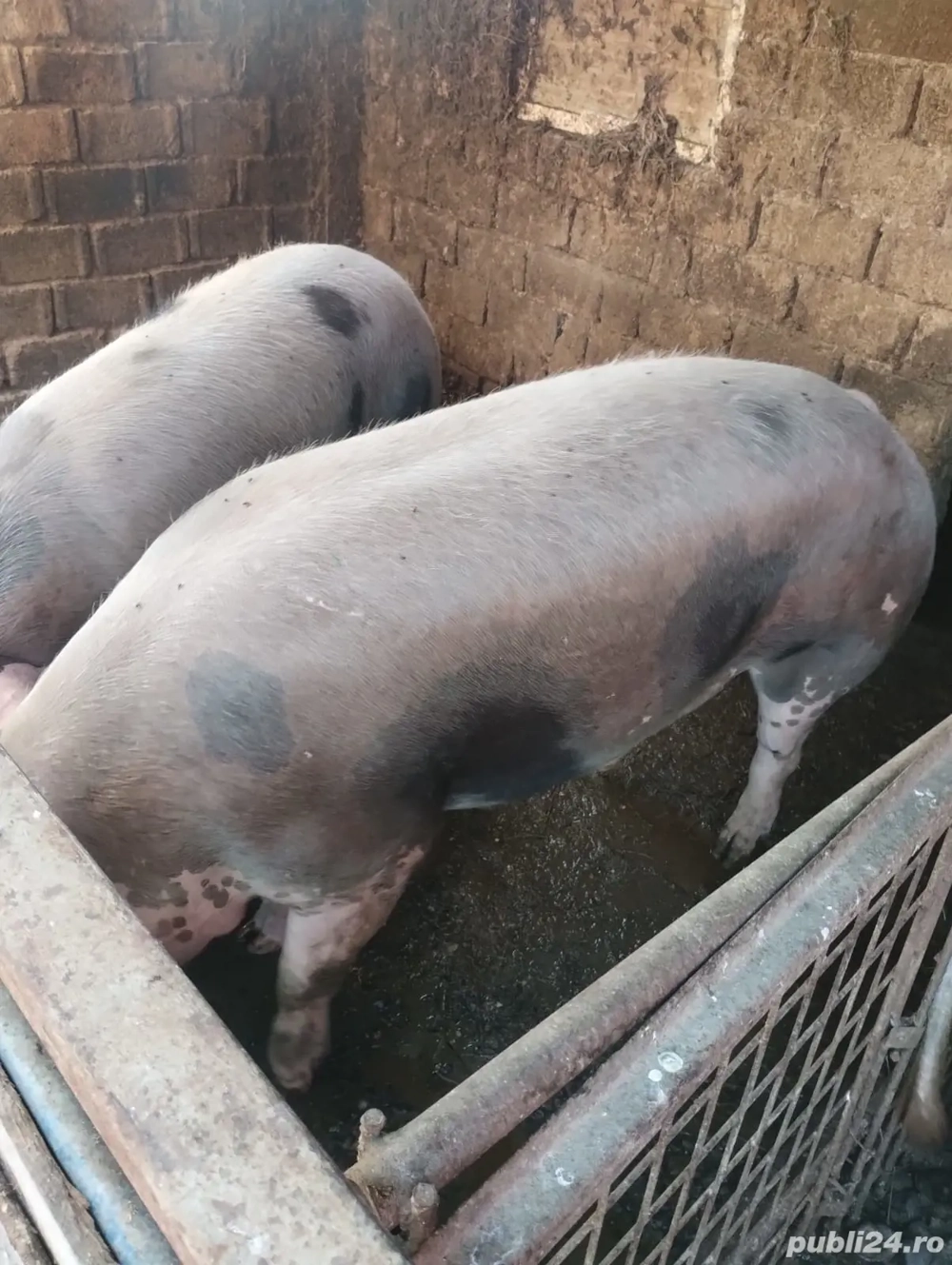 vind porci  vind porci