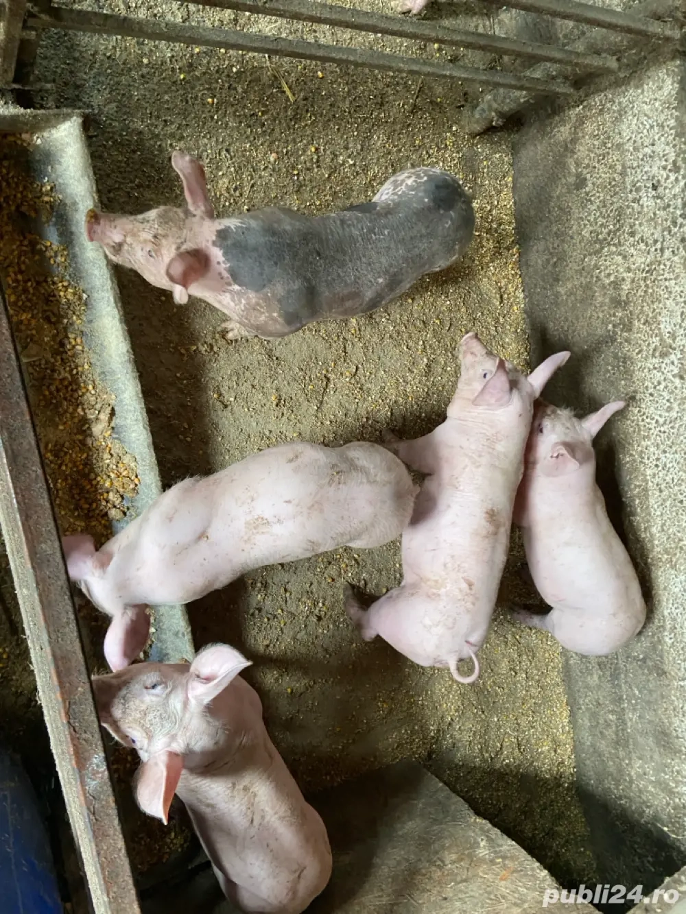 Purcei de vanzare Purcei de vanzare