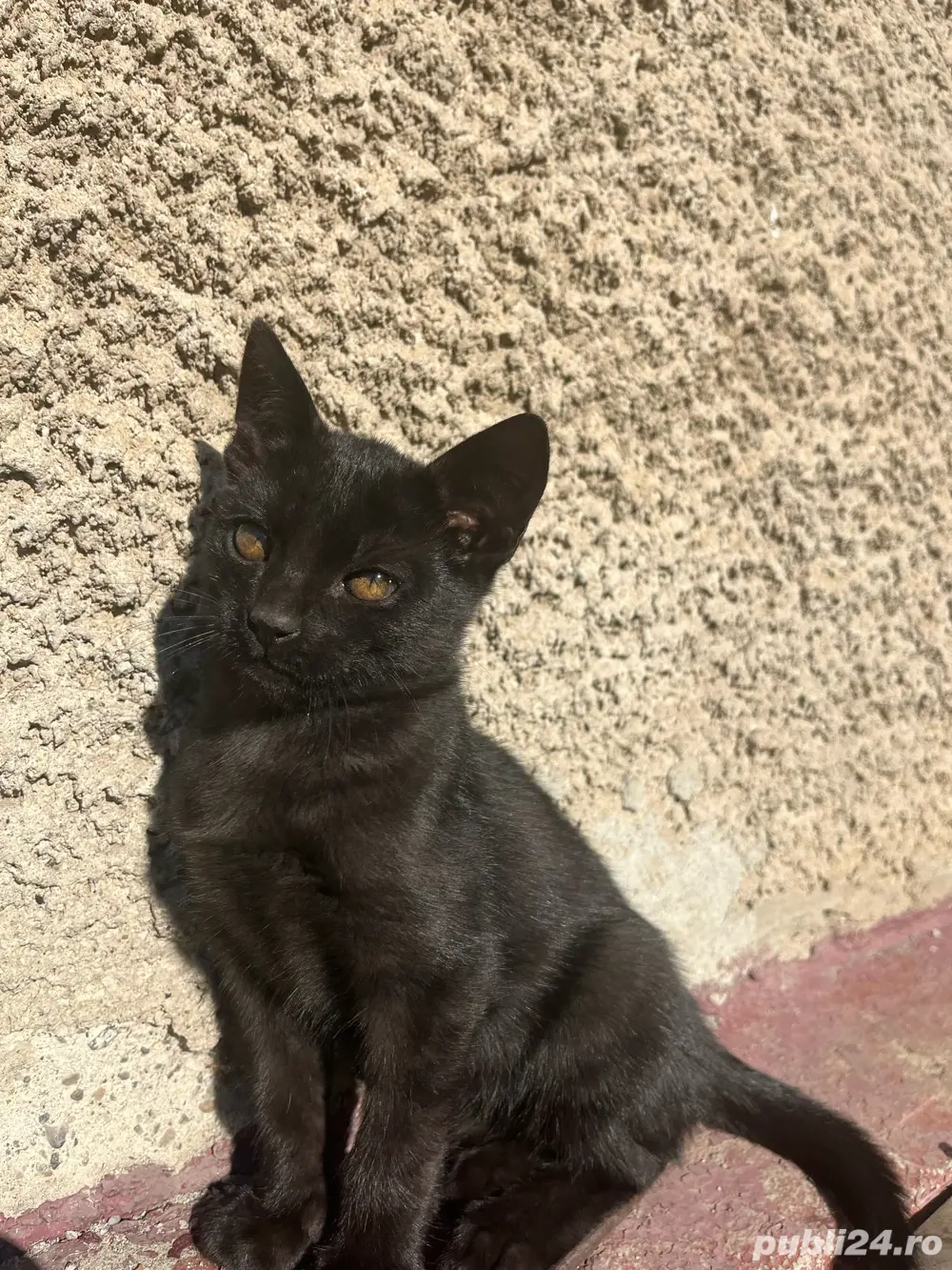 Motan bombay Motan bombay