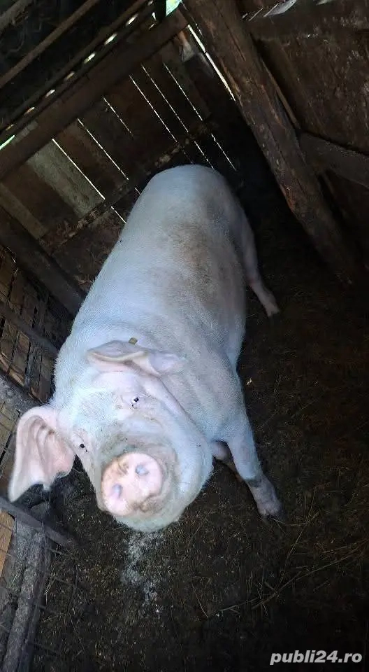 Porci de vânzare pentru Crăciun Porci de vânzare pentru Crăciun