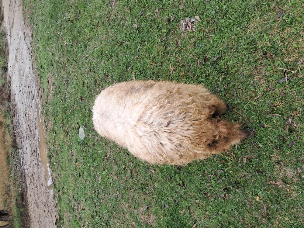 Vand trei oi si miei Vand trei oi si miei