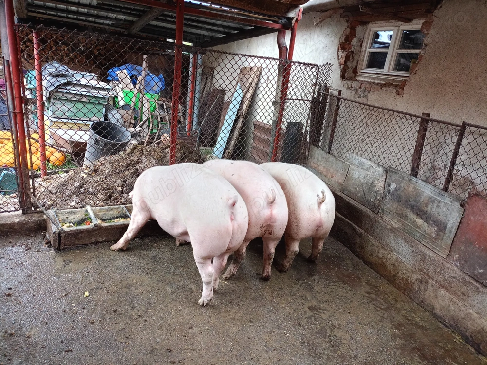 Porci pentru sacrificat Porci pentru sacrificat