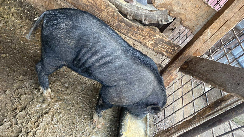 De vânzare Vier vietnamez