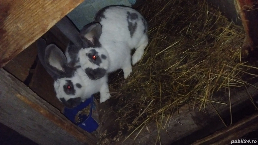 De vânzare o pereche de fluture german  De vânzare o pereche de fluture german