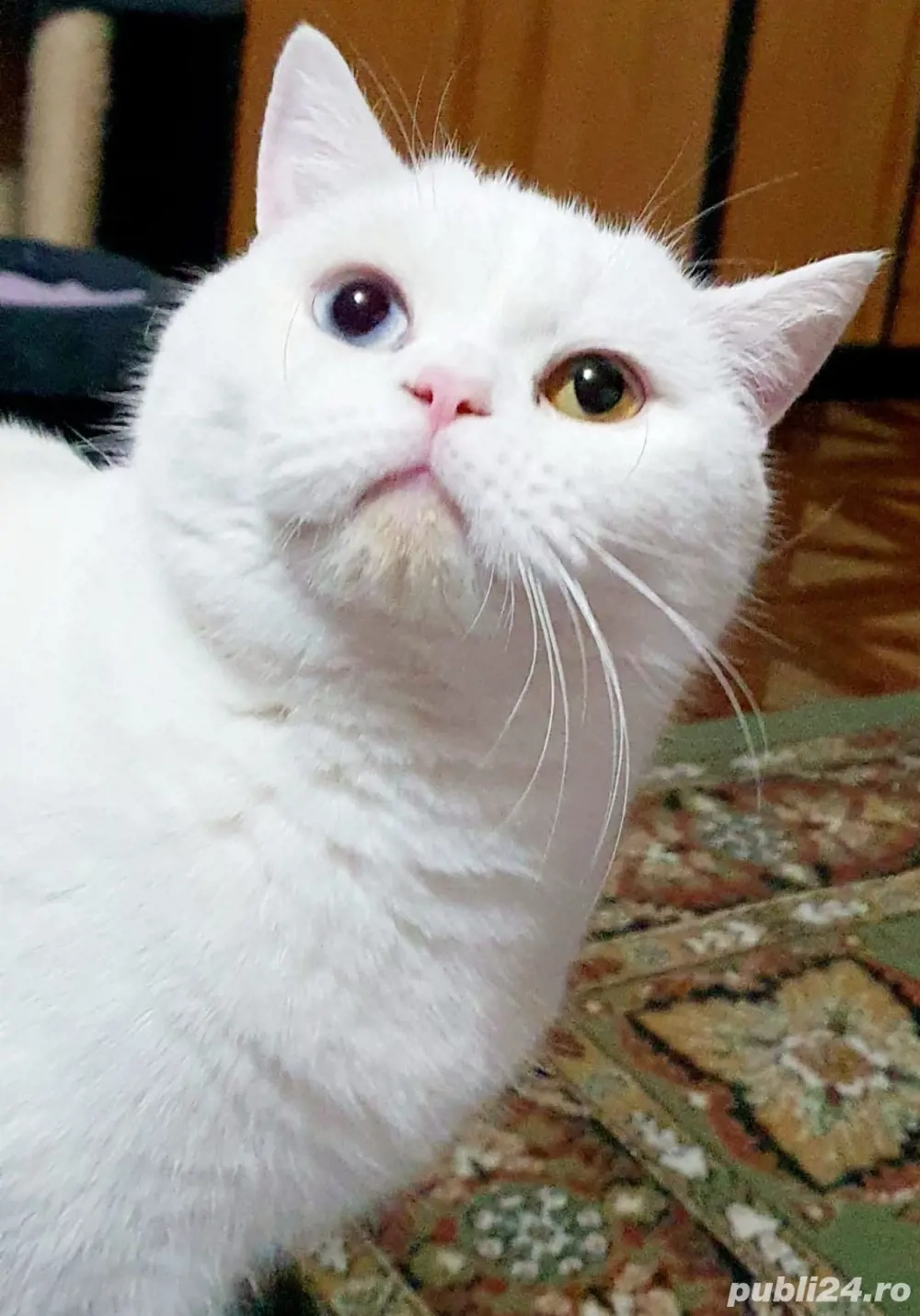 Pisica Alba British Shorthair Pisica Alba British Shorthair