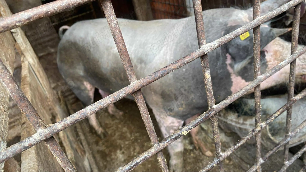 Vier pietrean fără par Vier pietrean fără par