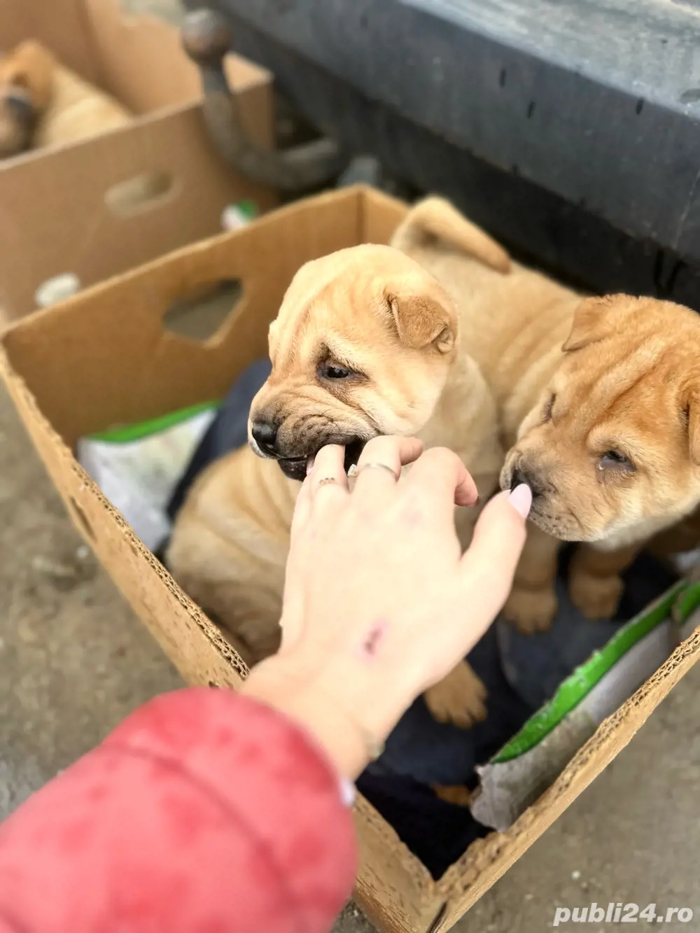 Câini shar pei  Câini shar pei