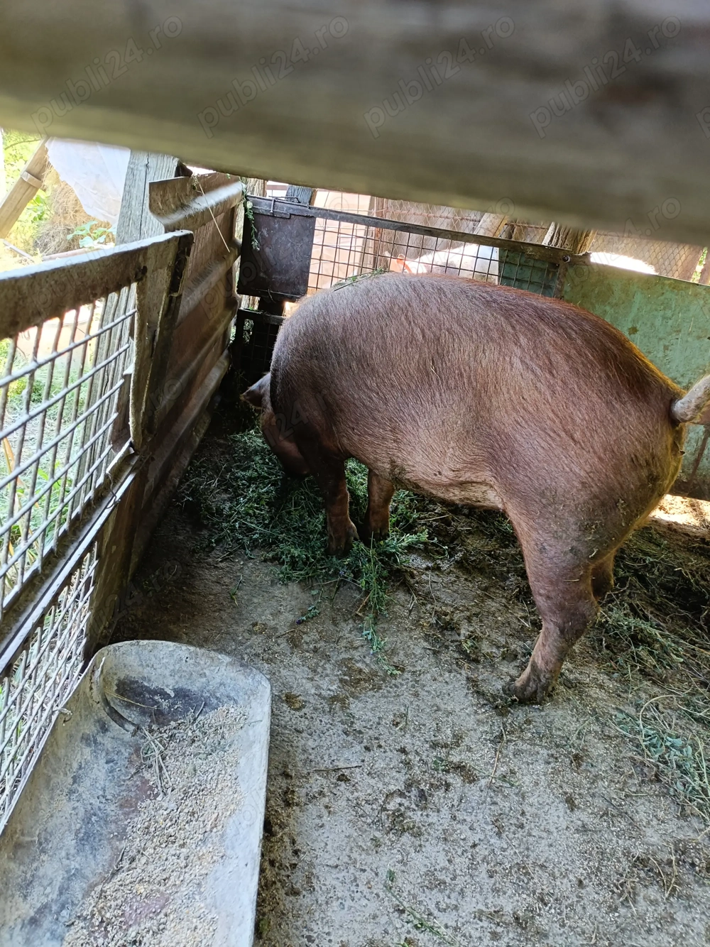 Porc de vânzare  Porc de vânzare