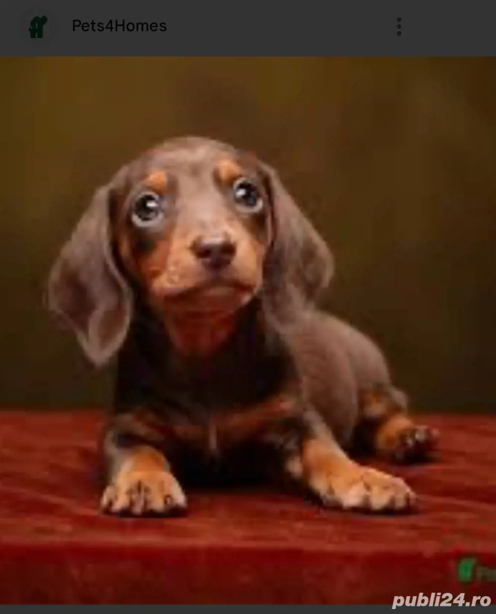 teckal  fetite si baieti  teckal  fetite si baieti