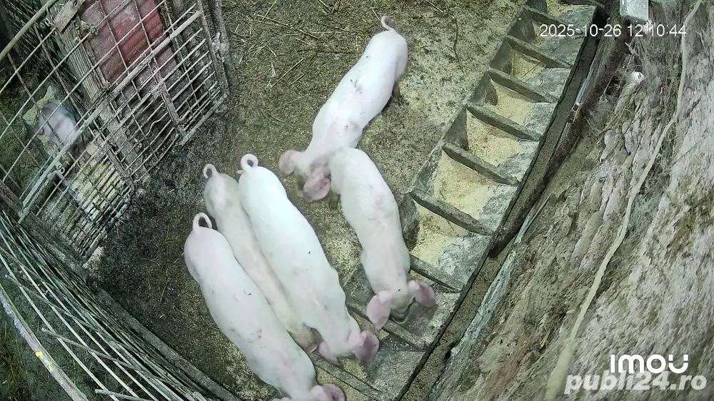 purcei landrace 8 sapt masculi