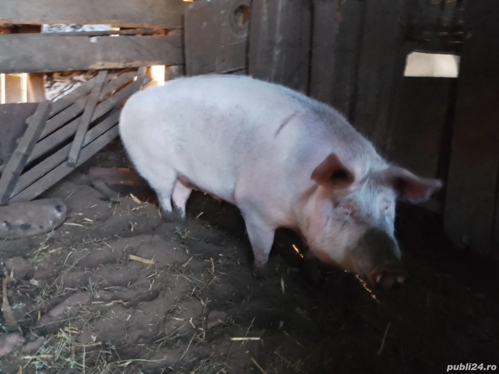 Porc pt Craciun, rasa de carne  