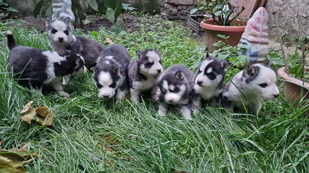 Vând Husky siberian  Vând Husky siberian