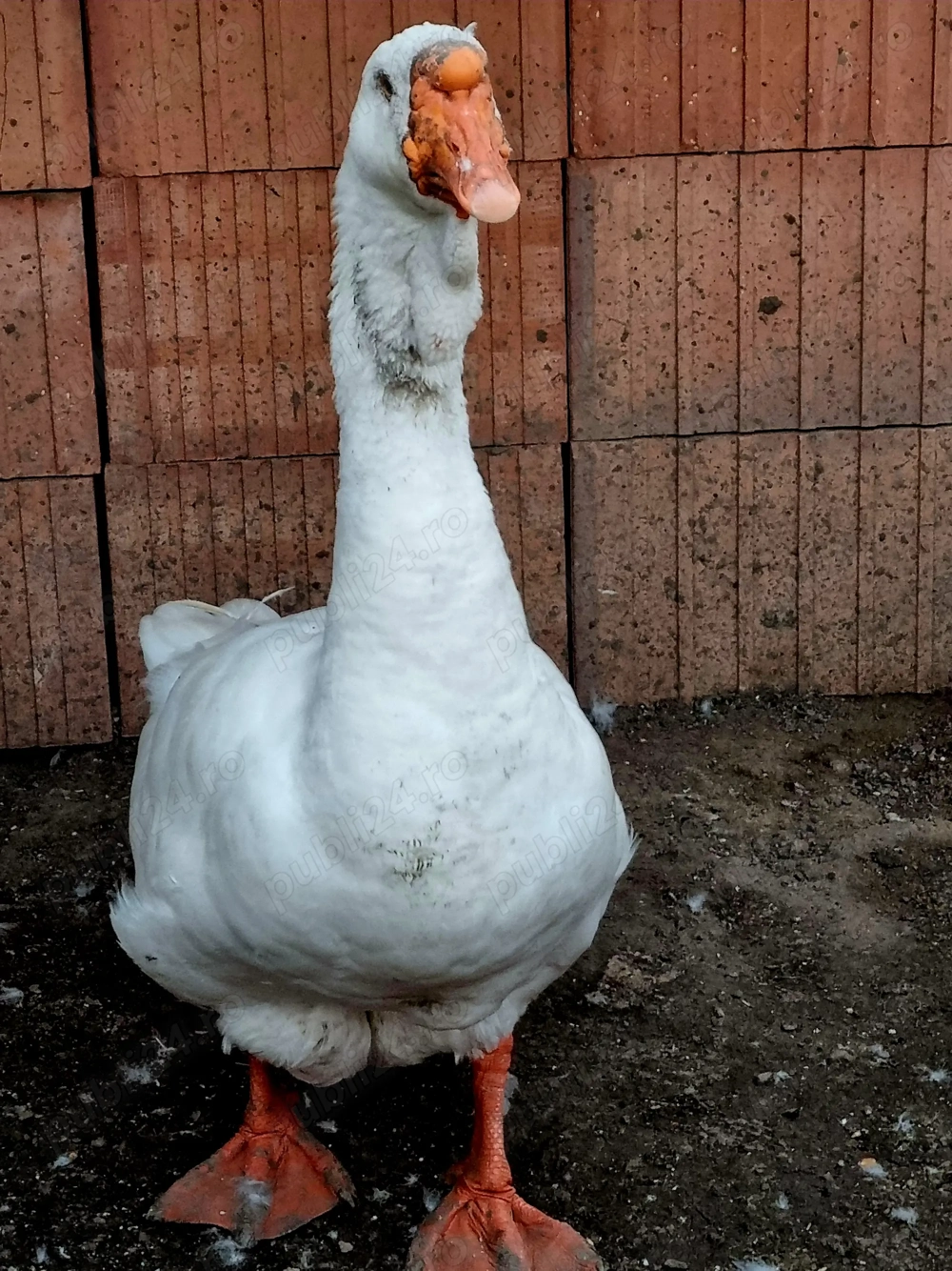 Vand gâște holmogor 