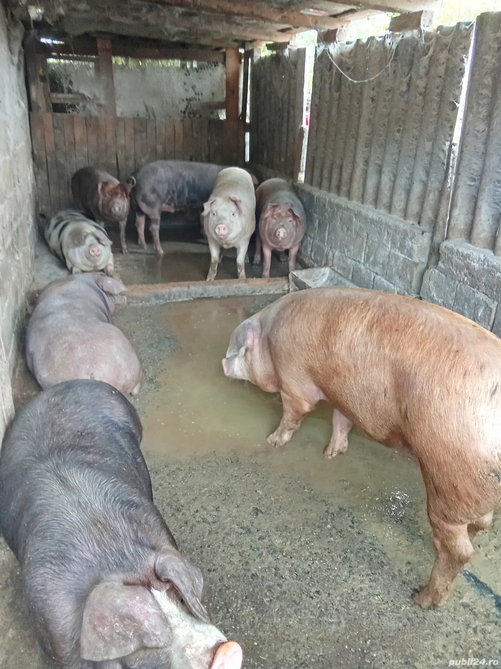 de vânzare porci mari  de vânzare porci mari