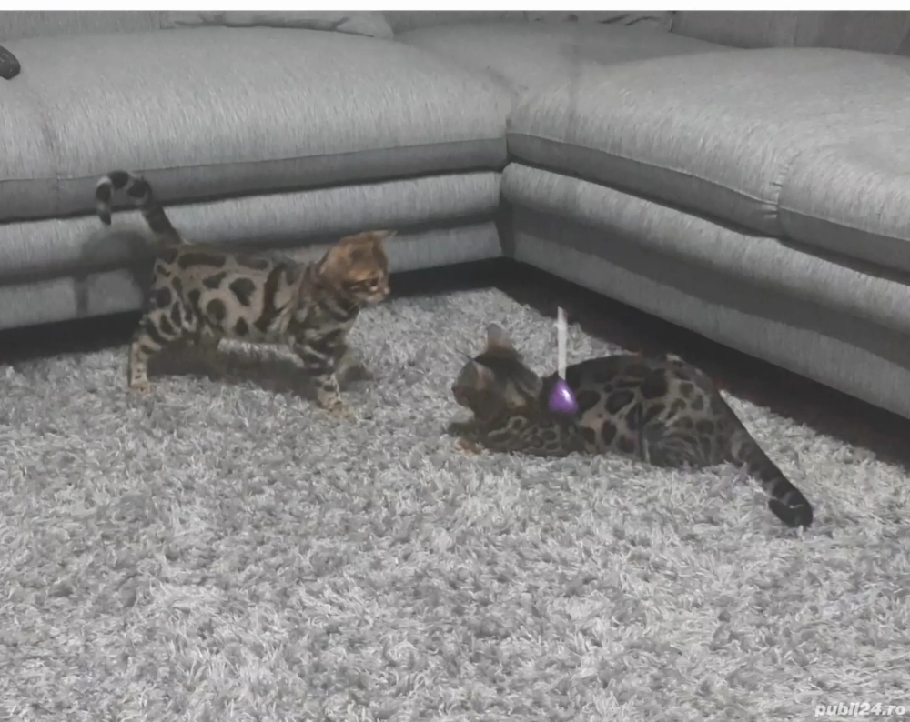 Puii de pisica Bengal .