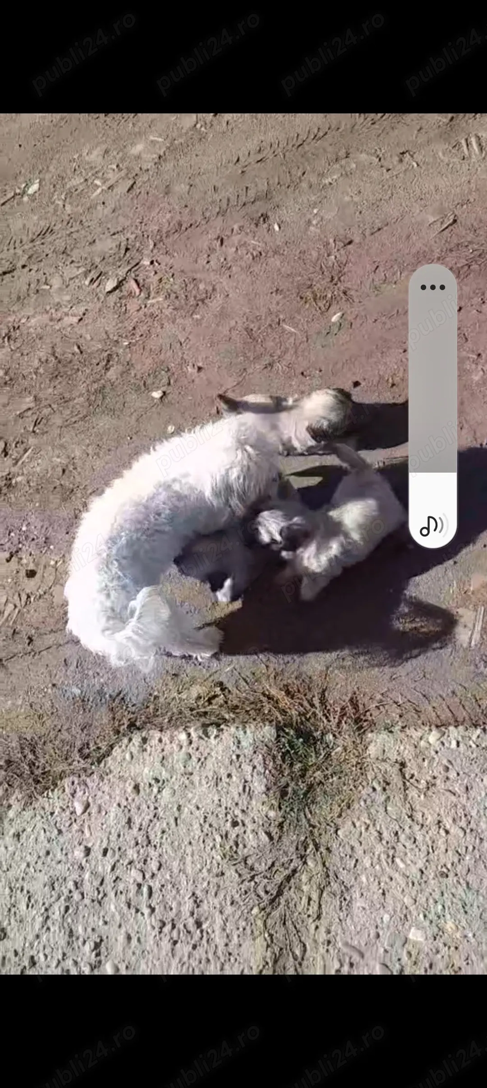 Bichon Maltez de vânzare  Bichon Maltez de vânzare