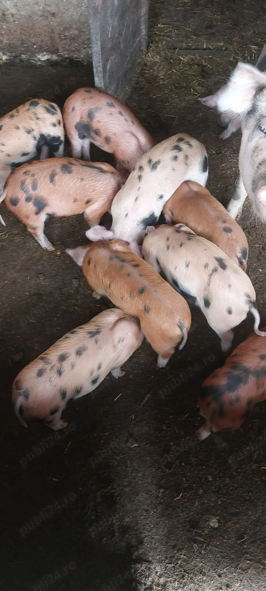 Purcei rasa duroc cu marele alb