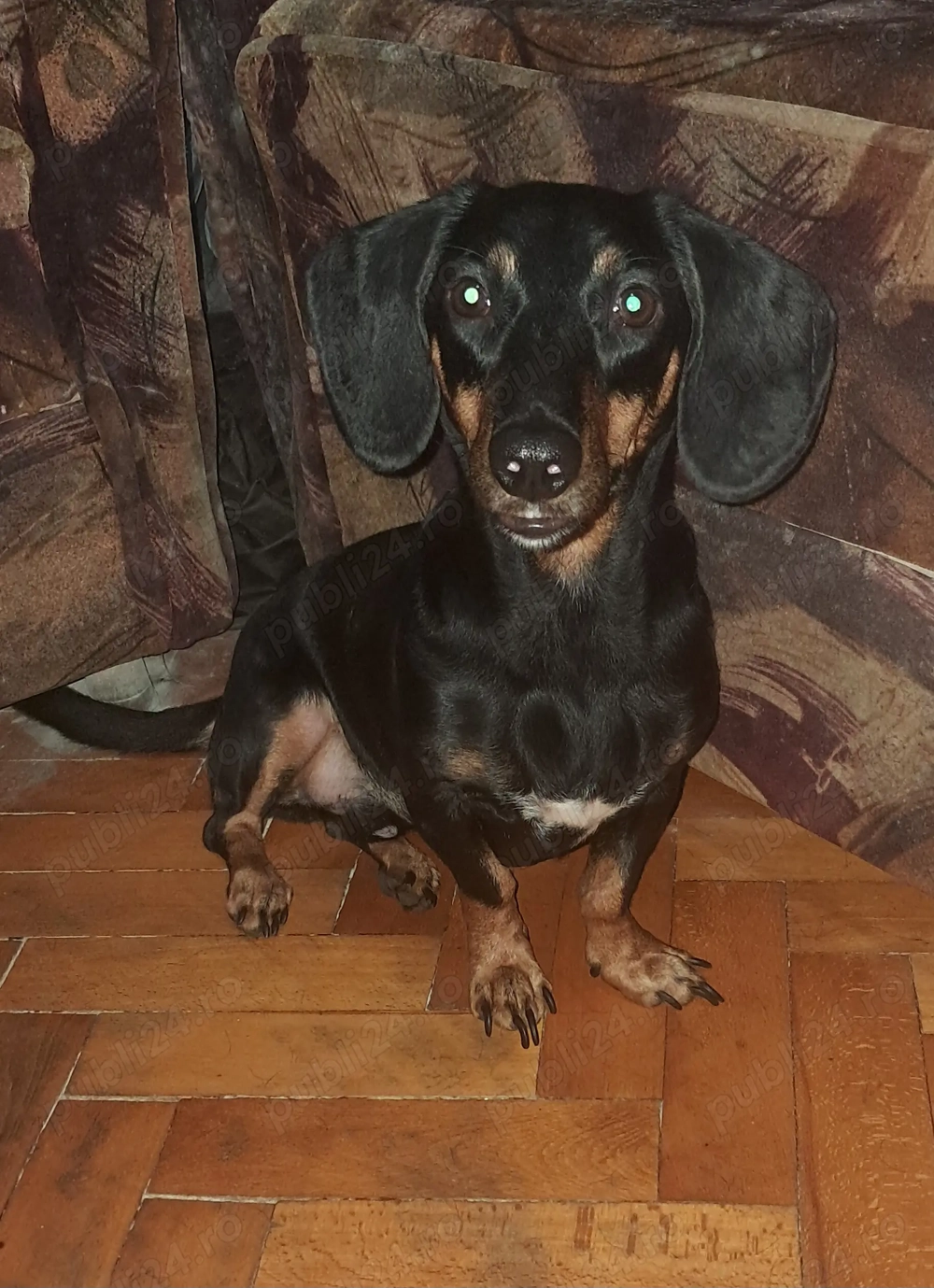 Teckel mascul negru cu pete de foc Teckel mascul negru cu pete de foc