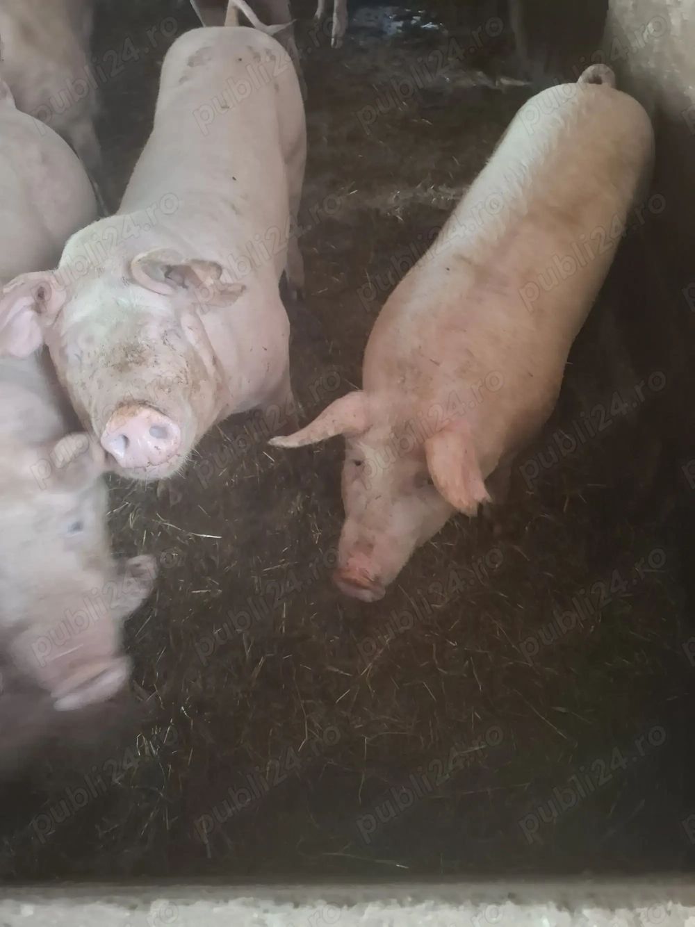 Porci crescuți bio de vânzare  Porci crescuți bio de vânzare