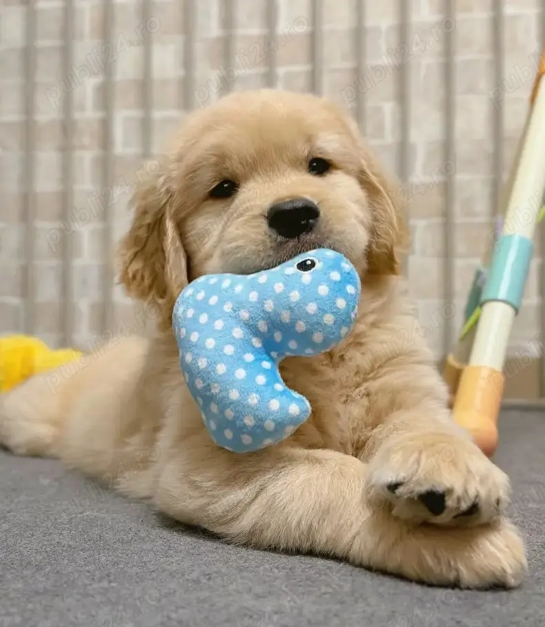 Catei Golden Retriever de vanzare, în căutarea unei familii iubitoare in Cluj Napoca