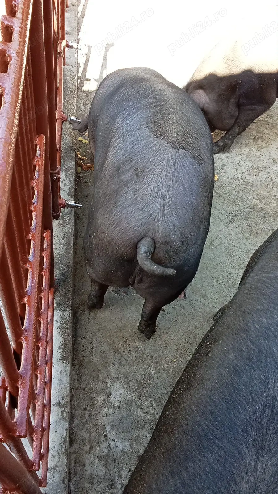 Porci de Vinzare Porci de Vinzare