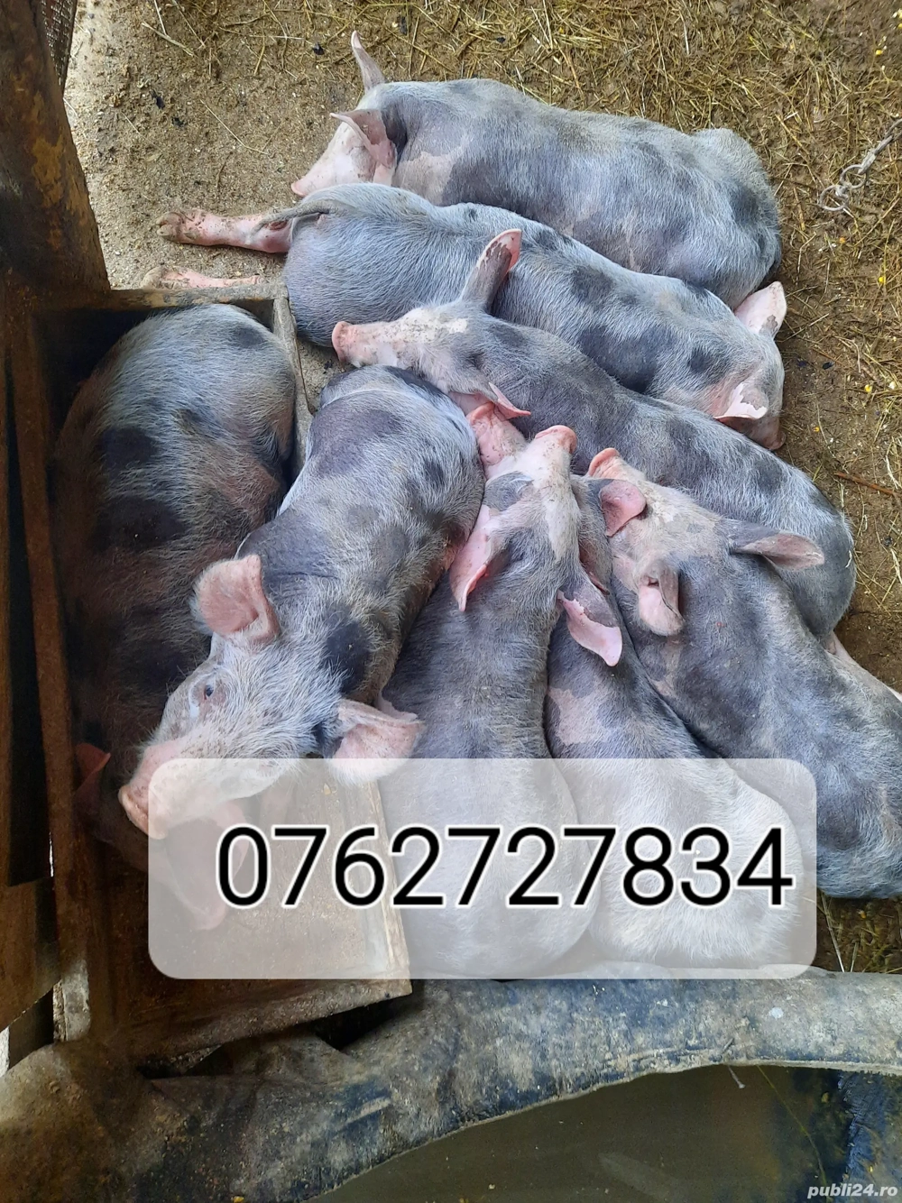 Scrofite pietrean  Scrofite pietrean