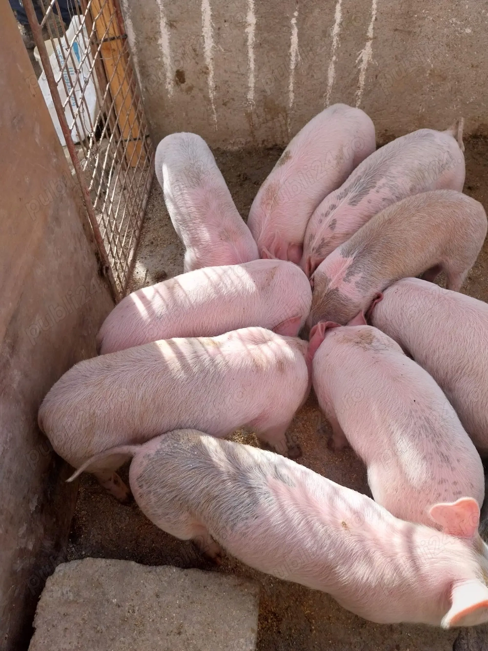 Vând porci Vând porci