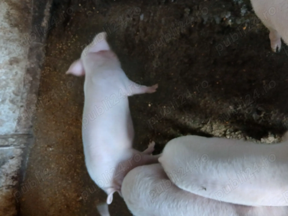 Purcei 10 săptămâni  Purcei 10 săptămâni