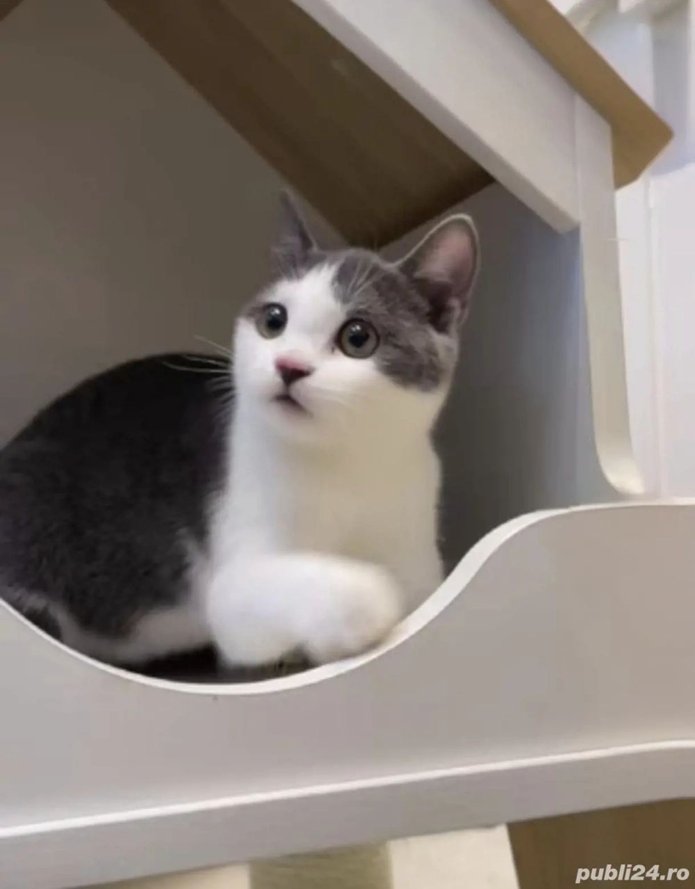 vand pui british bicolor