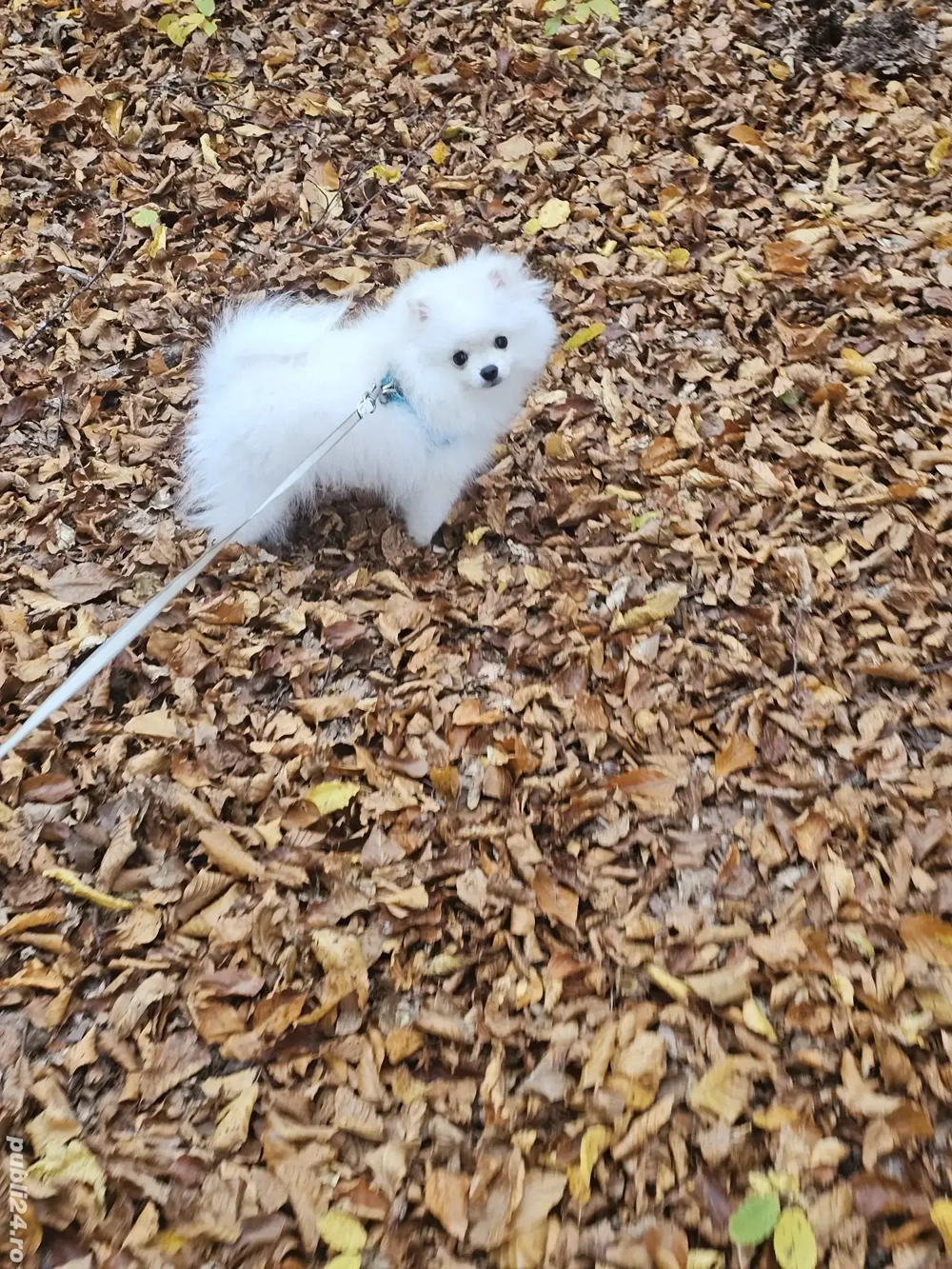 Pomeranian toy mascul - exemplar perfect