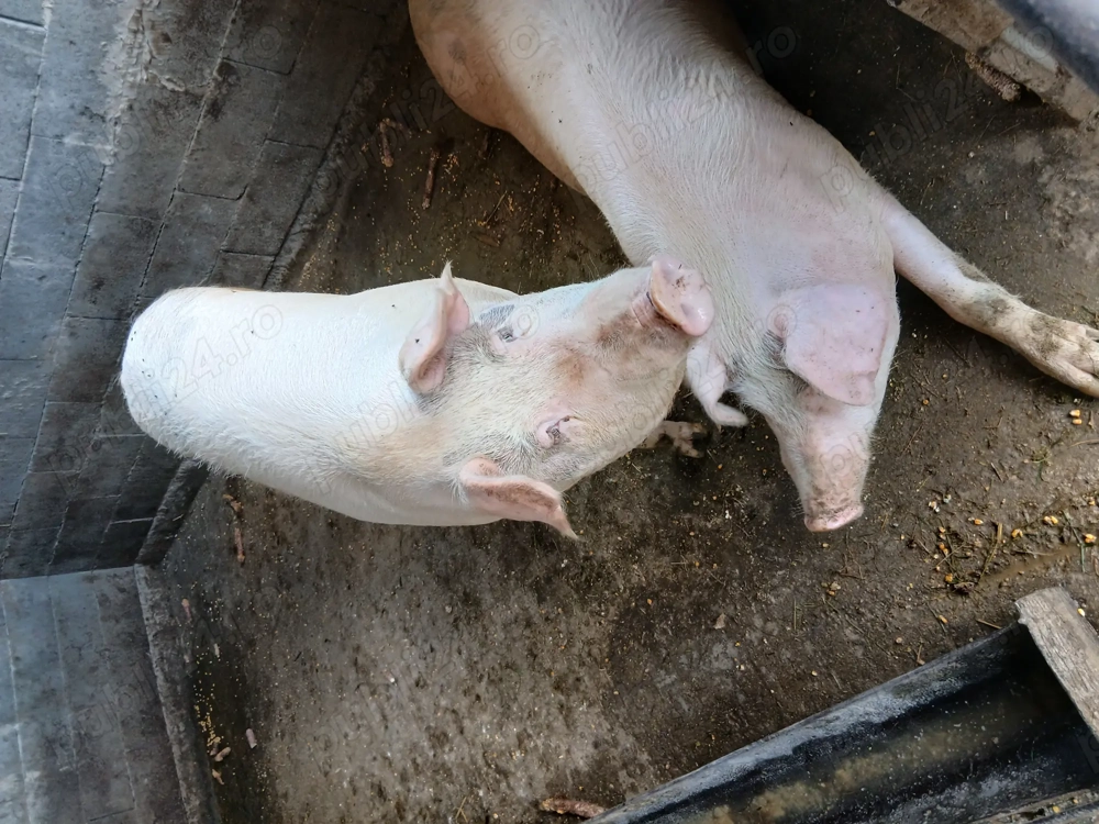 Porci grași de craciun