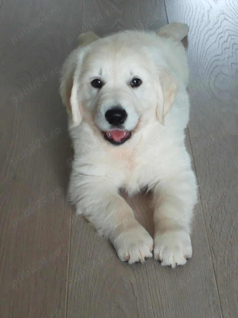 Pui de Golden Retriever de rasă pură in Alba Iulia   9 săptămâni de bucurie și devotament!