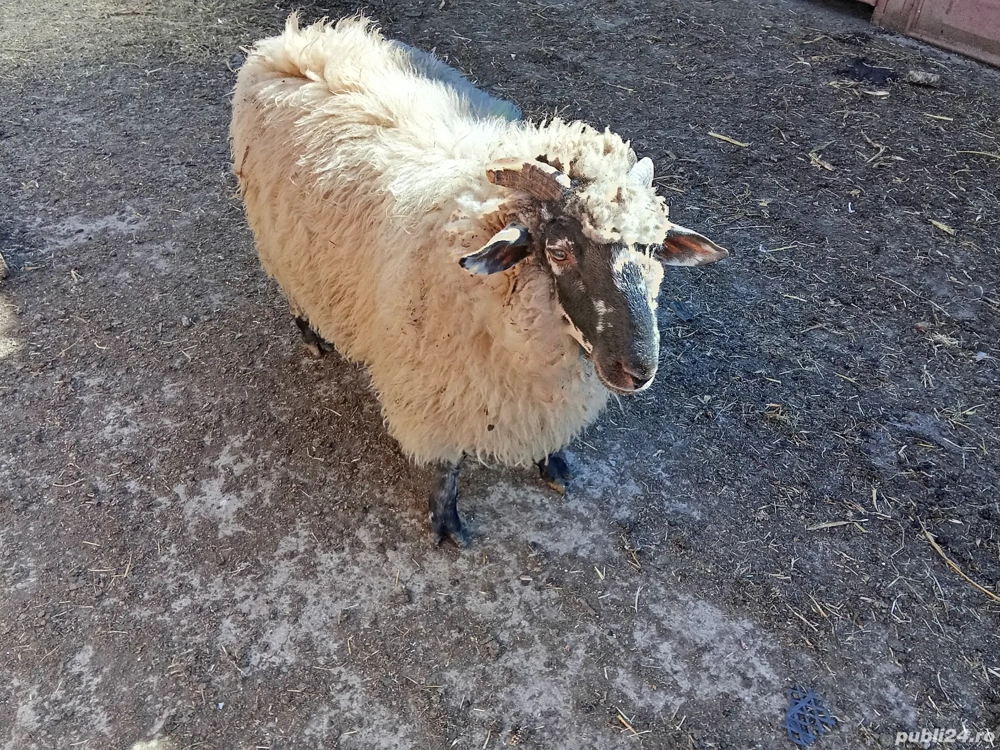 Vând berbecut sau schimb cu miala Vând berbecut sau schimb cu miala